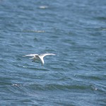 Flygande sjöfågel