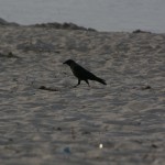 Mörk fågel